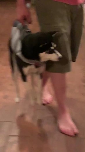 Adorable Gangsta Shark Mini Husky Puppy