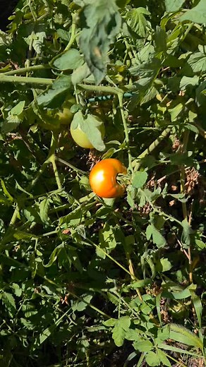 They keep on coming | Susan Ashley Sinsheimer