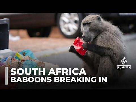 Baboons creates havoc in South Africa suburbs