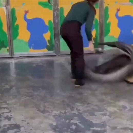 A giant anteater can cripple a jaguar with one swipe, yet it plays like a kitten