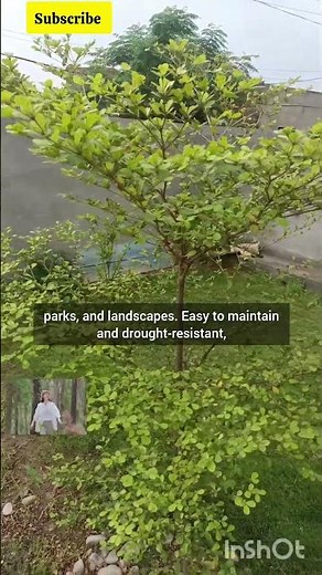 🌿 Chinese Mantaly Plant | Terminalia Mantaly | Nature’s Umbrella Tree 🌳 #plants #trees #save_earth