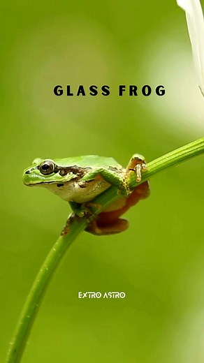 5.8K views · 148 reactions | Glass Frog  #sciencefacts #foryou #trending #reelitfeelit #facts #science | Extro Astro | Facebook