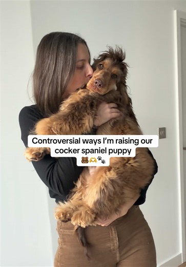 Controversial Methods for Raising a Cocker Spaniel Puppy