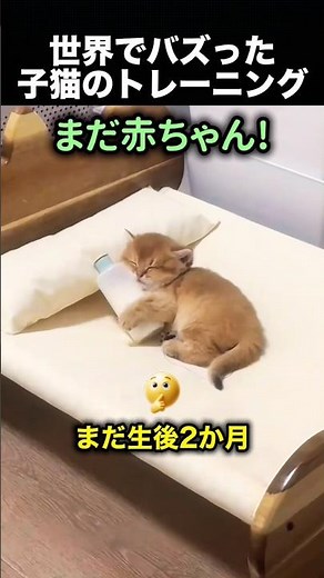 Owner Trying to Teach Potty Training vs. Sleepy Kitten: The Result!