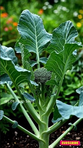 Broccoli from seed to harvest 🥦 #timelapse #gardening