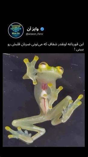 ‎وایز آن‎ on Instagram‎: "این موجود عجیب قورباغه شیشه‌ای است — یکی از نادرترین شگفتی‌های طبیعت. پوست آن آن‌قدر شفاف است که می‌توان قلب در حال تپش و اندام‌های داخلی را با چشم دید. دانشمندان معتقدند این شفافیت به قورباغه کمک می‌کند تا در محیط طبیعی خود استتار شود و شکارچیان را گیج کند. این خیال‌پردازی نیست — نتیجه‌ی تکامل است! #قورباغه #حیوانات #زیست_شناسی #اطلاعات_عمومی #دانش #دانستنی #جالب"‎