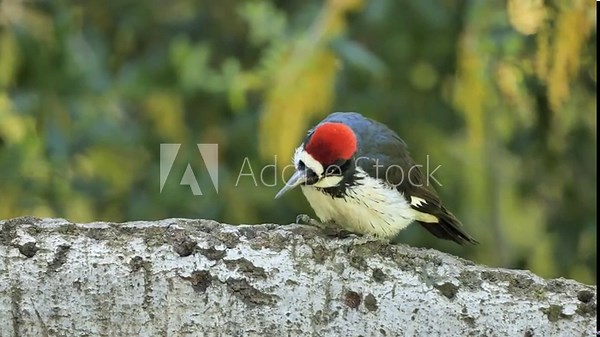 Acorn Woodpecker (Melanerpes formicivorus) on a tree. It is a medium-sized woodpecker that lives in North, Central and partly South America.