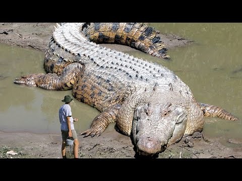 The Biggest Crocodiles Ever Found