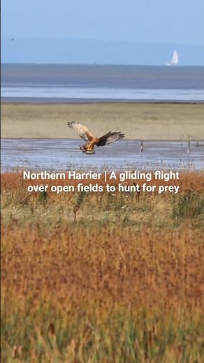 Northern Harrier | A gliding flight over open fields to hunt for prey