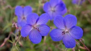 Stauden Gänge 3 x Geranium pratense 'Johnson's Blue' (Winterhart/Stauden/Staude/Mehrjährig/Bodendecker) Storchenschnabel/Storchschnabel - Sehr Bienenfreundlich - intensiv leuchtendes Blau