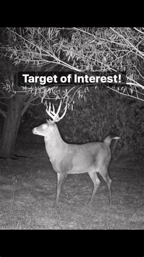 They’re chasing!!! Bow time!! #hunting #hunt #hunter #archer #archery #arrow #bow #skill #trail #cam #film #night #crafty #rut #arrowhead #buck #deer | Ranger Survival & Field Craft