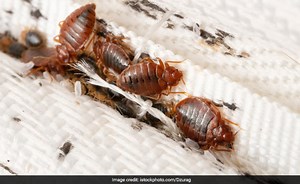 बिस्तर में हो गए हैं खटमल तो तुरंत आजमाकर देख लें ये 5 नुस्खे, घर की चीजों से इन कीड़ों की हो जाएगी छुट्टी