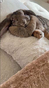 Connie bunny girl ❤️✨ #bunny #rabbit #cute