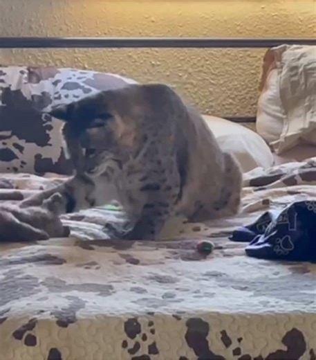 Big Boy is coming around ❤️#bobcat #bobcatsoftiktok #bigcat