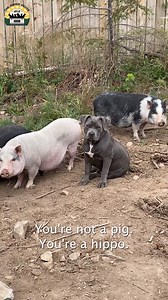 New pigs arrive...nothing goes according to plan 😅 | The Asher House