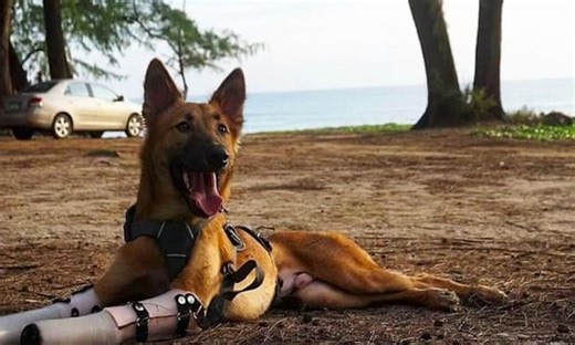 Dog given second chance with prosthetic front legs – video