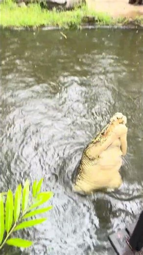 Crocodile Launches Out of Water in Slow Motion 🐊