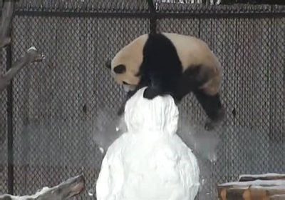 The tale of the giant panda and the snowman