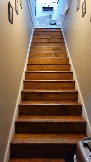 Excited Everest: Funny Dog Falling Down Stairs Compilation