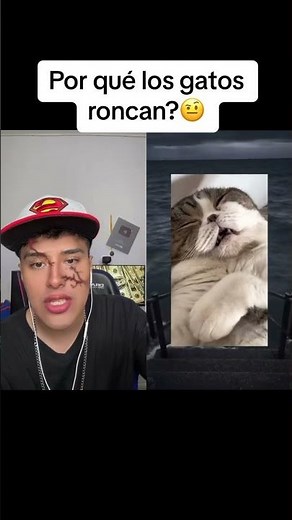 ¿Por qué mi gato hace ruidos raros al dormir?