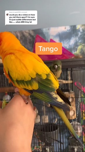Distinguishing Between Tango and Osiris | Bird Identification