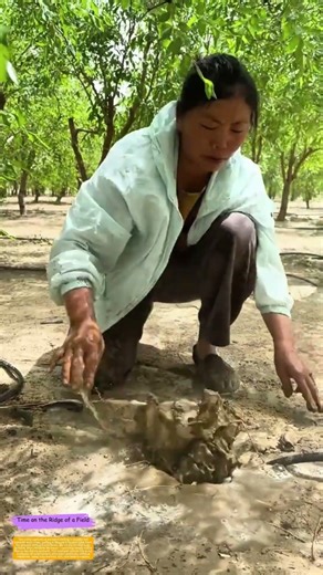 Unclogging the Orchard: How One Farmer Restores Water Flow to Save Her Trees