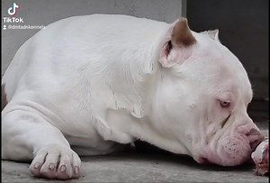 184K views · 5.8K reactions | Nuestro muchacho de Probulls 퐋퐔퐂퐈퐀퐍 #americanbully #bullyxl #dmtkennels #americanbullyxl #xl #lineadmt #bullymagazine #theabkc #americanbullys #americanbull #video #videosvirales #dogsofinstagram | Enigma Kennels | Facebook