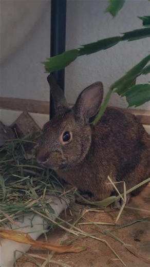 Rooter, the Cotton Tail Rabbit #rabbit #cottontail #cuteanimals
