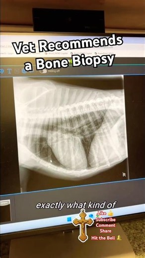 Pray for healing Our dog might lose his leg#miracle #faith #dog
