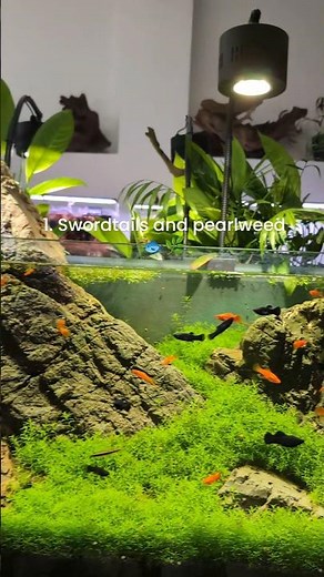 Some of the beautiful scapes at @MDFishTanks 😍🐟 #aquarium #plantedtank #aquascapes