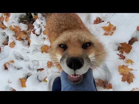 Finnegan hehehe Fox Friday! Episode #11