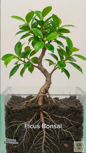 Ficus Bonsai Seed Germination Time-Lapse | Root to Young Sapling (4K Macro)
