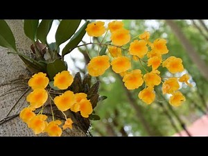 Different Types of Orchids Flower varieties