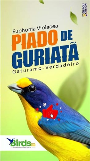 Deixe sua Guriatã louca com esse vídeo #GuriatãdeBananeira