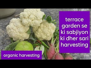 Harvesting a lot of organic vegetables from the rooftop #organicharvesting #harvesting #kumudvlogs