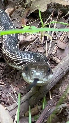 Black Rat Snake 🐍 in an Alabama forest #snakes #ratsnake