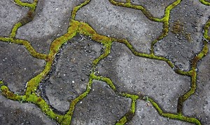 ‘Simple’ £1.25 natural cleaner removes moss from driveways