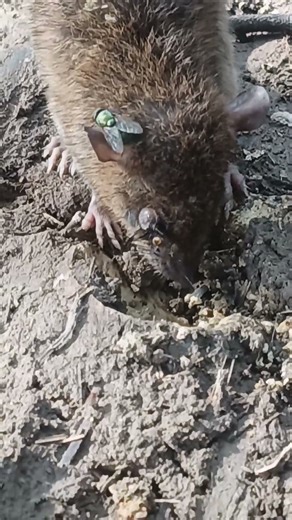 zombie #hardstyle #dj #rawstyle #music