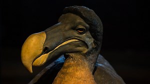 Ces scientifiques qui veulent ressusciter le dodo, animal mythique de l'Ile Maurice