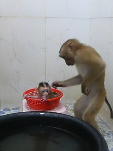 4.7K views · 95 reactions | Cute Baby Monkey Bom's Family | Mr Bon | Facebook