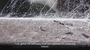 Building Your Collection of Preserved Insects