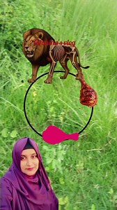 Feed a skinny lion chicken and make it look fat #trendingreel #puzzle #Amazing #skinnylion #fat Tonima Tonu's Vlogs | Tahmina's vlog