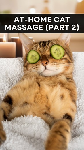 Dr. Gary Richter | At-home cat massage 🐱 In Part 2 of this series, I’ll show you more simple techniques to start massaging your cat at home for better bonding... | Instagram