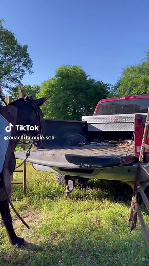 Mastering Mule Riding: The Ultimate Guide to Loading Your Mule