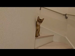 Human came home late, I throw tantrum. Abyssinian cat