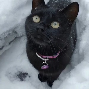 15K views · 1.7K reactions | Black and white, baby! | Homer Blind WonderCat | Facebook