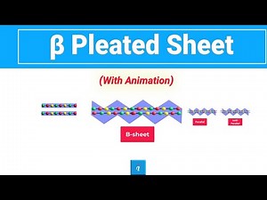 Beta Sheet (Animation)
