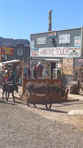 65K views · 3.2K reactions | The western town of Oatman, Arizona on Route 66…. #summerroute66plustour2024 | Route 66 Tours | Facebook
