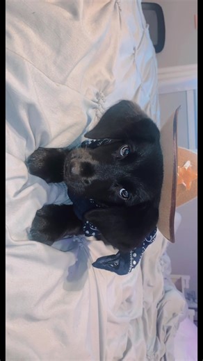 Brb crying my eyes out now😩 @angel52242 #dog #baby