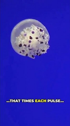 How do jellyfish move without bones or muscles?